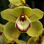 Cymbidium-Orchid-Flower-Lunara-x-Kellys-Winter.