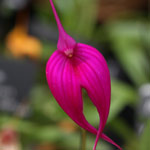 Masdevallia-Orchid-Pink-Flower