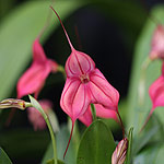 Masdevallia-Orchid-Flower-Pink-Stripes