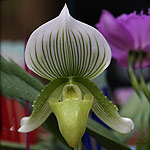 Paphiopedilum Orchid Flower Image