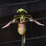 Paphiopedilum-Orchid-Flower-appletonianum