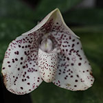 Paphiopedilum-Orchid-Flower-bellatulum
