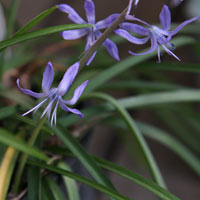 Scilla hohenackeri