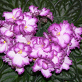 african-violet-bicolor