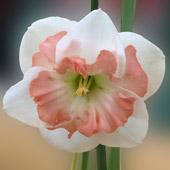 Daffodil Flower 2