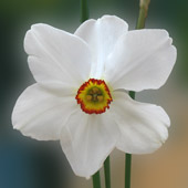 Daffofil Flower 3
