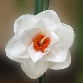 Daffofdil Flower 7