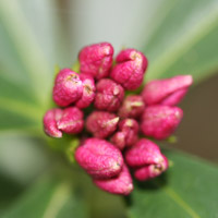 Daphne Flower Bud