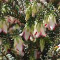 Darwinia Macrostegia Flower
