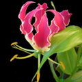 Gloriosa Rothschiliana Flower