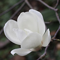 Magnolia Denudata Flower