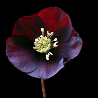 hellebore flower