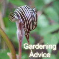 Gardening Advice