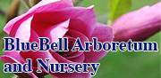 Bluebell Arboretum