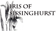 Iris of Sissinghurst