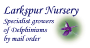 Larkspur Nursery Delphiniums