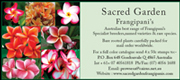 Frangipani from Sacred Garden
