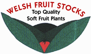 Strawberry plants, raspberry canes, bush fruits and rhubarb