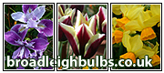 broadleigh bulbs narcissus