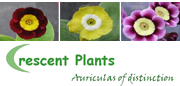 Crescent Plants Primula Auricula