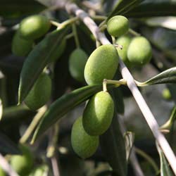 Olive Tree