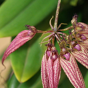 Bulbophyllum-Elizabeth-Ann-'Buckleberry'