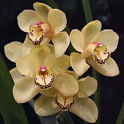 Easy-Care-Cymbidium-Orchid