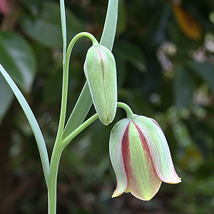 Fritillaria gussichiae