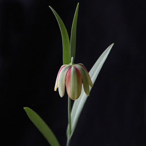 Fritillaria gussichiae