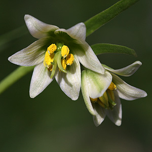 Fritillaria liliacea