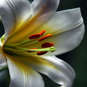 Lilium regale album