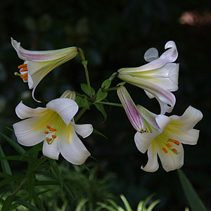 Lilium regale