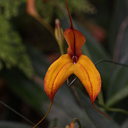 Masdevallia Orchid