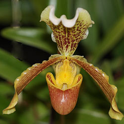 Paphiopedilum