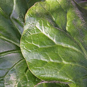 Bergenia ciliata
