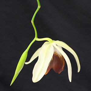 coelogyne usitana