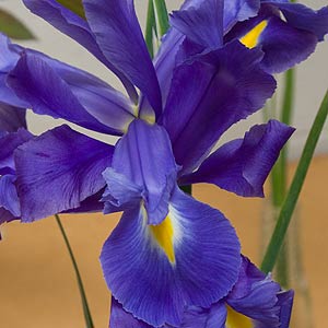 blue dutch iris flower