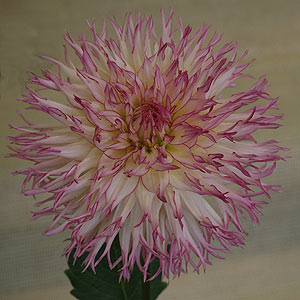 fimbriated cactus dahlia