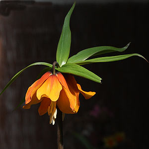 Fritillaria eduardii