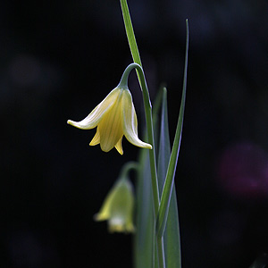 Fritillaria sibthorpiana