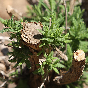 Hard Pruning Lavender