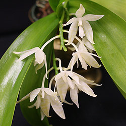 phalaenopsis-hieroglyphica-var-alba
