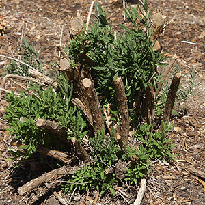 Pruning Lavender