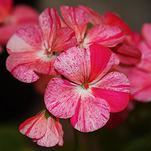 Zonal Geranium
