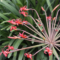 Brunsvigia josephinae