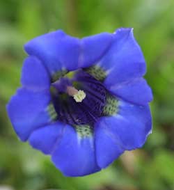 Gentiana acaulis