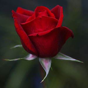 Loving Memory Rose
