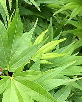Solomon's Seal